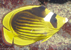 BD-071211-Ras-Mohammed-111705-Chaetodon-fasciatus.-Forsskål.-1775-[Diagonal-butterflyfish].jpg